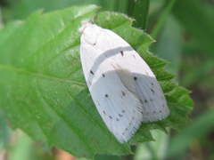 Scythropiodes approximans