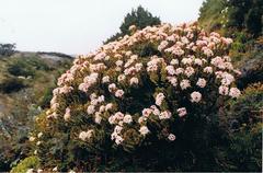 Pimelea buxifolia