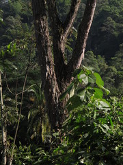 Pseudosamanea carbonaria