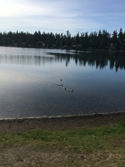 Anas platyrhynchos domesticus