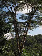 Pseudosamanea carbonaria