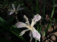 Iris purdyi