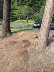 Anas platyrhynchos domesticus