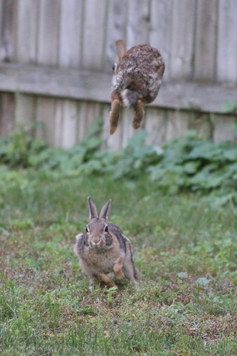 Eastern Cottontail photographed in New Jersey
