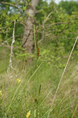 Carex flacca serrulata