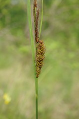 Carex flacca serrulata