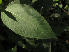 Eirmocephala brachiata