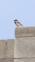 Passer domesticus