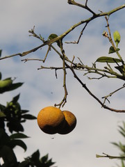 Citrus × aurantium