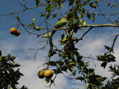Citrus × aurantium