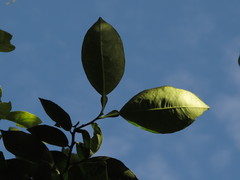 Citrus × aurantium