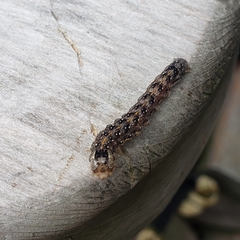 Orthosia rubescens