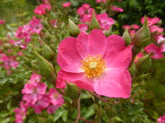 Rosa