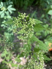 Thaspium chapmanii