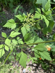 Thaspium chapmanii