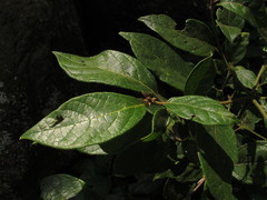 Cordia alliodora