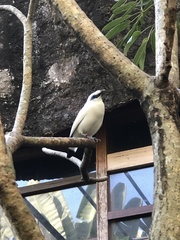 Leucopsar rothschildi