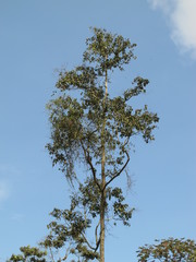 Cordia alliodora