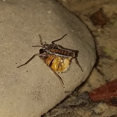 Plesiovelia
