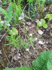 Veronica austriaca jacquinii