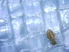 Cerobasis
