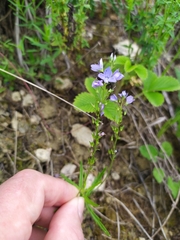 Veronica austriaca jacquinii
