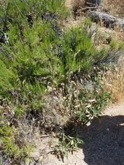 Asclepias nyctaginifolia