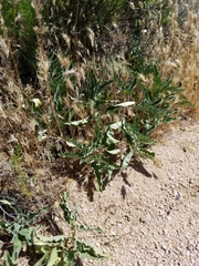 Asclepias nyctaginifolia