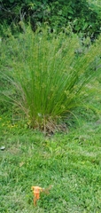 Carex virgata
