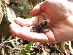 Rhinella sternosignata