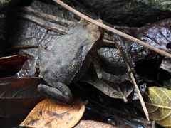 Rhinella sternosignata