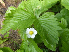 Fragaria vesca