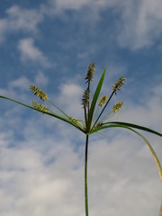 Cyperus hermaphroditus
