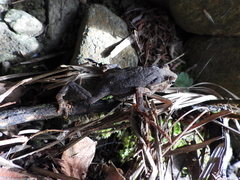 Rhinella sternosignata