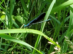 Calopteryx maculata