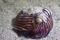 Sepioloidea lineolata