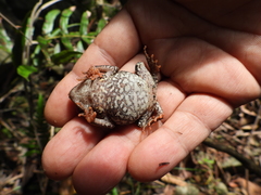 Rhinella sternosignata