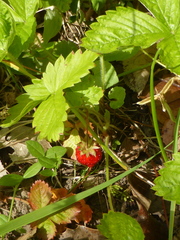 Fragaria vesca