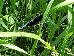 Calopteryx maculata