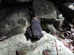 Rhinella sternosignata