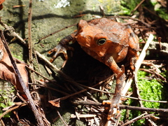 Rhinella sternosignata