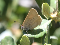 Satyrium auretorum