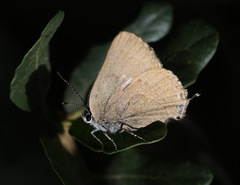 Satyrium auretorum