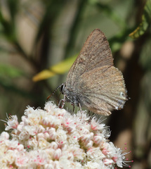 Satyrium auretorum