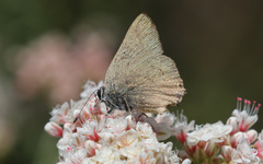 Satyrium auretorum