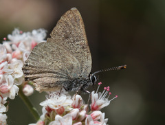 Satyrium auretorum