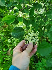 Cornus