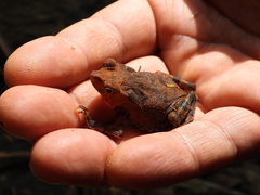 Rhinella sternosignata
