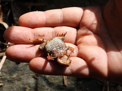 Rhinella sternosignata