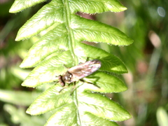 Eudioctria sackeni